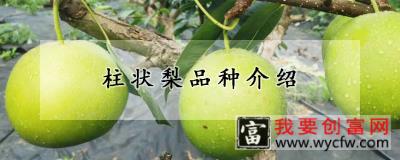 柱状梨品种介绍