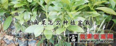 牛油果怎么种植盆栽