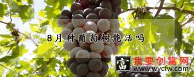 8月种葡萄树能活吗