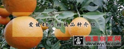 爱媛46号柑橘品种介绍