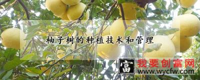 柚子树的<a href=https://www.wycfw.com/e/tags/?tagid=130 target=_blank class=infotextkey>种植技术</a>和管理