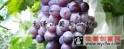 大泽山葡萄品种
