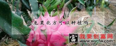 火龙果北方可以种植吗