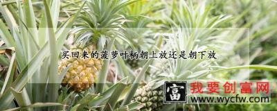 买回来的菠萝叶柄朝上放还是朝下放