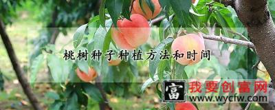 桃树种子种植方法和时间