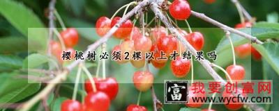 樱桃树必须2棵以上才结果吗