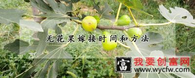 无花果嫁接时间和方法