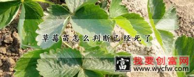 草莓苗怎么判断已经死了