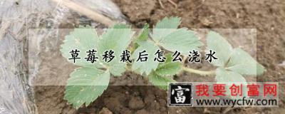 草莓移栽后怎么浇水