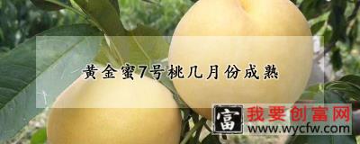 黄金蜜7号桃几月份成熟