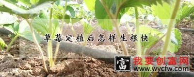 草莓定植后怎样生根快