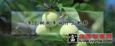 李子树秋季施什么肥料