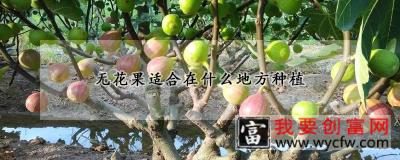 无花果适合在什么地方种植