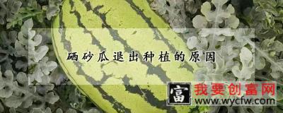 硒砂瓜退出种植的原因