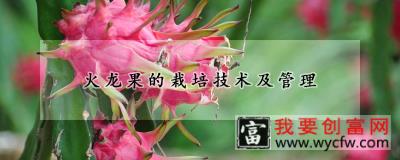 火龙果的<a href=https:/www.wycfw.com/e/tags/?tagid=230 target=_blank class=infotextkey>栽培技术</a>及管理