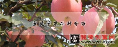 蜜脆苹果品种介绍