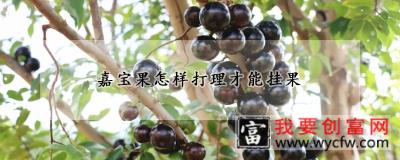 嘉宝果怎样打理才能挂果