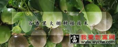 百香果大棚<a href=https://www.wycfw.com/e/tags/?tagid=130 target=_blank class=infotextkey>种植技术</a>