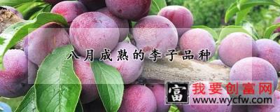 八月成熟的李子品种