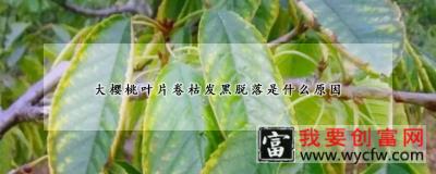 大樱桃叶片卷枯发黑脱落是什么原因