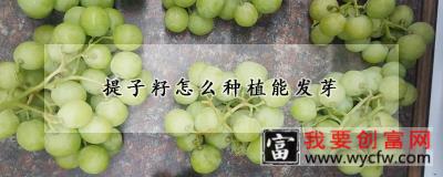 提子籽怎么种植能发芽