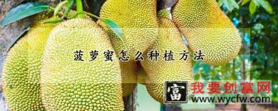 菠萝蜜怎么种植方法