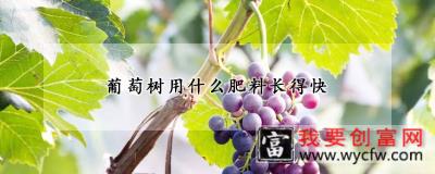 葡萄树用什么肥料长得快