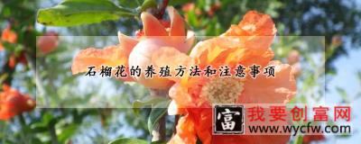 石榴花的养殖方法和注意事项