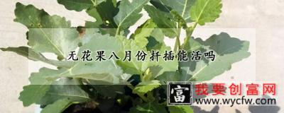 无花果八月份扦插能活吗