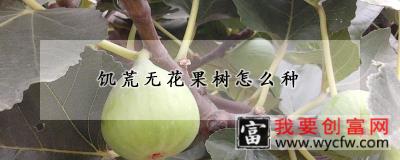 饥荒无花果树怎么种