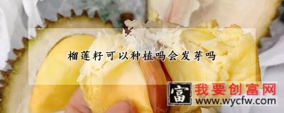 榴莲籽可以种植吗会发芽吗