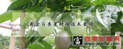 黄金百香果<a href=https://www.wycfw.com/e/tags/?tagid=130 target=_blank class=infotextkey>种植技术</a>要领