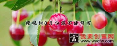 樱桃树8月份能不能修剪