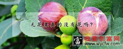 无花果真的没有花吗?