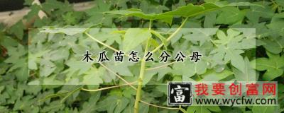 木瓜苗怎么分公母