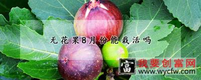 无花果8月份能栽活吗