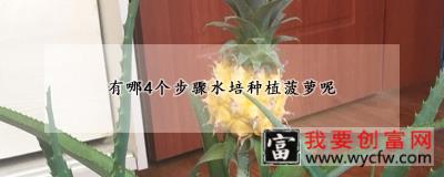 有哪4个步骤水培种植菠萝呢