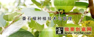 番石榴<a href=https://www.wycfw.com/e/tags/?tagid=130 target=_blank class=infotextkey>种植技术</a>与管理