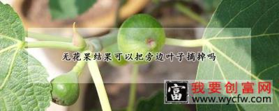 无花果结果可以把旁边叶子摘掉吗