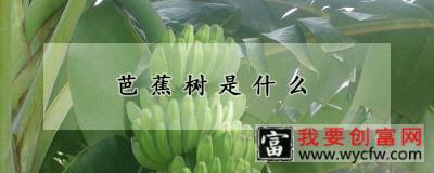 芭蕉树是什么