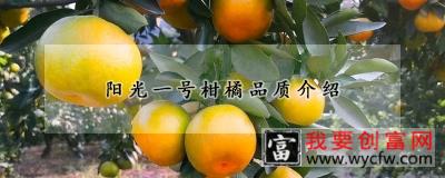 阳光一号柑橘品质介绍