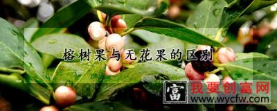 榕树果与无花果的区别