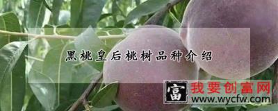 黑桃皇后桃树品种介绍