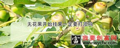 无花果开始挂果一定要打顶吗