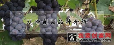 辽峰葡萄品种介绍