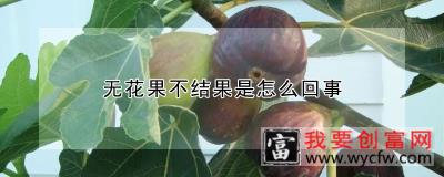 无花果不结果是怎么回事