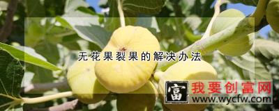 无花果裂果的解决办法