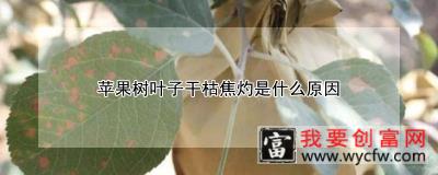 苹果树叶子干枯焦灼是什么原因