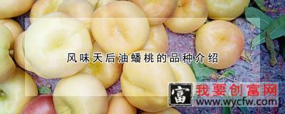 风味天后油蟠桃的品种介绍