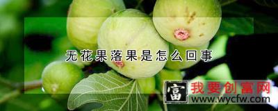 无花果落果是怎么回事